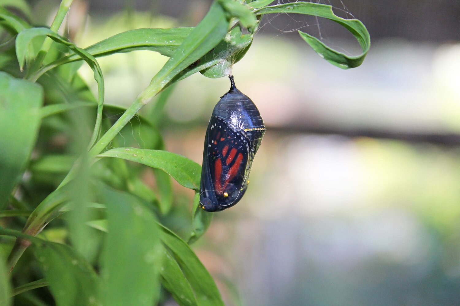 Chrysalis